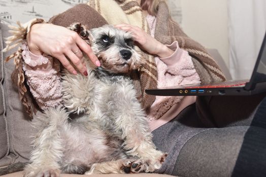 Gray schnauzer dog sits on a sofa and looks up at his beloved mistress, female hands stroke a happy dog.