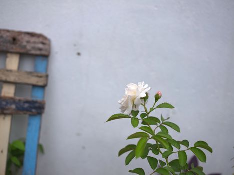 Beautiful white rose in garden background . Concept love . Space for text