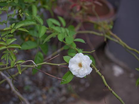 Beautiful white rose in garden background . Concept love . Space for text