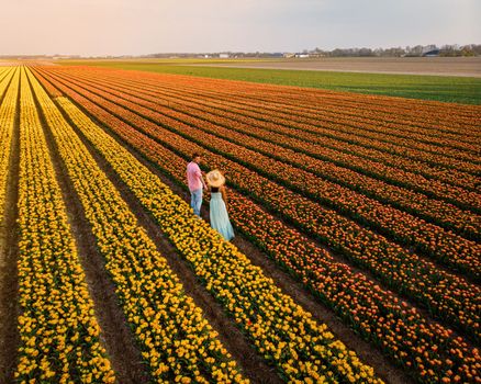 Drone aerial view from above couple of men and woman in a tulip field, Noordoostpolder Netherlands, Bulb region Holland in full bloom during Spring, colorful tulip fields