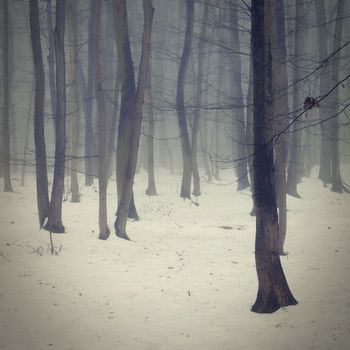 Background with trees in the fog. Nature in winter time with tree trunks. Concept for wood and environment.