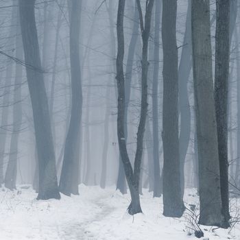 Background with trees in the fog. Nature in winter time with tree trunks. Concept for wood and environment.