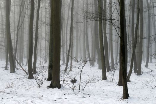 Background with trees in the fog. Nature in winter time with tree trunks. Concept for wood and environment.