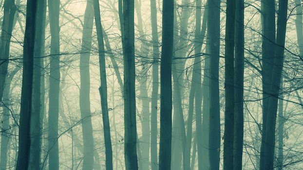 Background with trees in the fog. Nature in winter time with tree trunks. Concept for wood and environment.