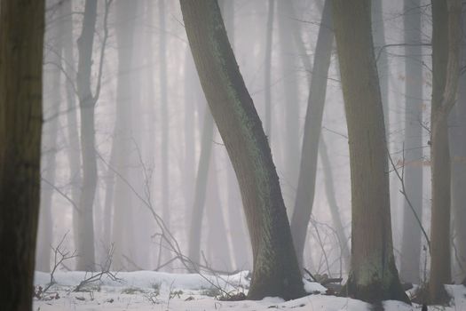 Background with trees in the fog. Nature in winter time with tree trunks. Concept for wood and environment.