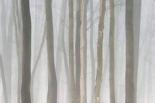 Background with trees in the fog. Nature in winter time with tree trunks. Concept for wood and environment.