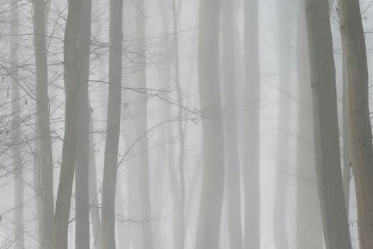 Background with trees in the fog. Nature in winter time with tree trunks. Concept for wood and environment.