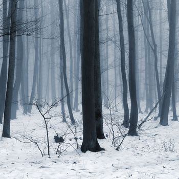 Background with trees in the fog. Nature in winter time with tree trunks. Concept for wood and environment.