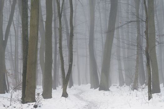 Background with trees in the fog. Nature in winter time with tree trunks. Concept for wood and environment.