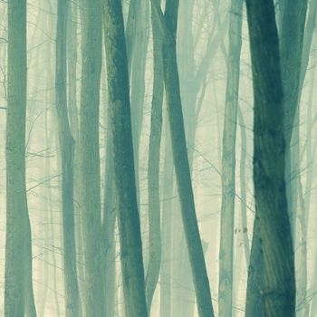 Background with trees in the fog. Nature in winter time with tree trunks. Concept for wood and environment.