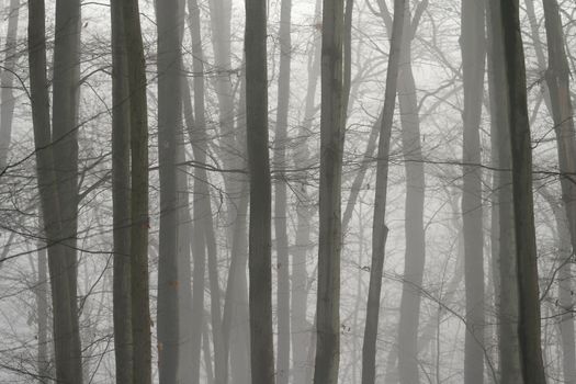 Background with trees in the fog. Nature in winter time with tree trunks. Concept for wood and environment.