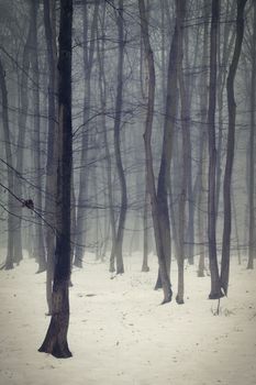 Background with trees in the fog. Nature in winter time with tree trunks. Concept for wood and environment.