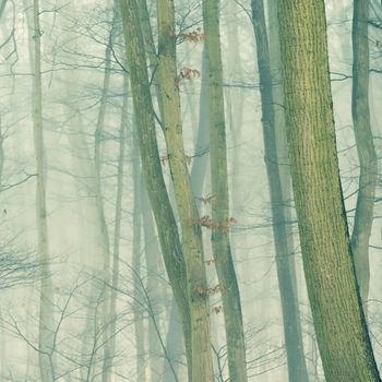 Background with trees in the fog. Nature in winter time with tree trunks. Concept for wood and environment.