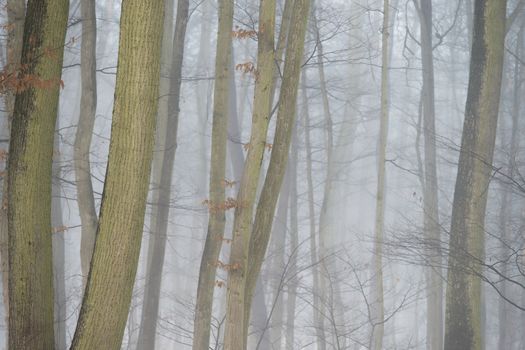 Background with trees in the fog. Nature in winter time with tree trunks. Concept for wood and environment.