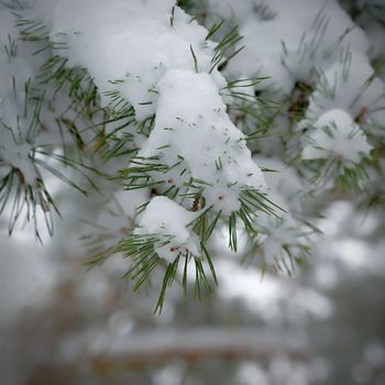 Frost on branches. Beautiful winter seasonal natural background. Frozen evergreen tree - a pine tree.