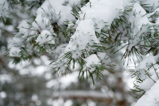 Frost on branches. Beautiful winter seasonal natural background. Frozen evergreen tree - a pine tree.