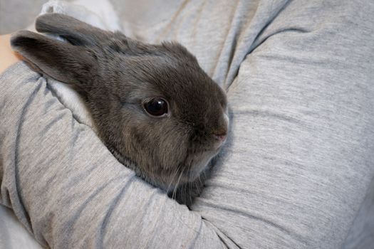 Cute domestic animal - pet. Small gray dwarf rabbit.