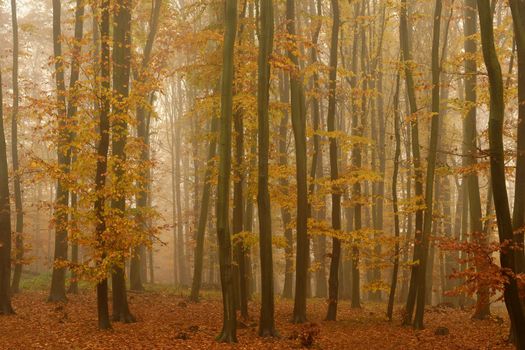 Forest in autumn landscape. Beautiful natural colorful background with trees. Nature - environment with bad rainy and foggy weather.