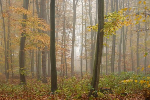 Forest in autumn landscape. Beautiful natural colorful background with trees. Nature - environment with bad rainy and foggy weather.