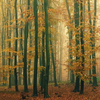 Forest in autumn landscape. Beautiful natural colorful background with trees. Nature - environment with bad rainy and foggy weather.