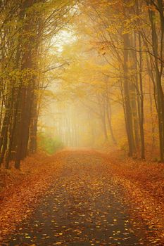 Path in the autumn landscape. Beautiful natural colorful background with leaves from trees. Nature - environment with bad rainy weather.