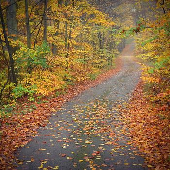 Path in the autumn landscape. Beautiful natural colorful background with leaves from trees. Nature - environment with bad rainy weather.