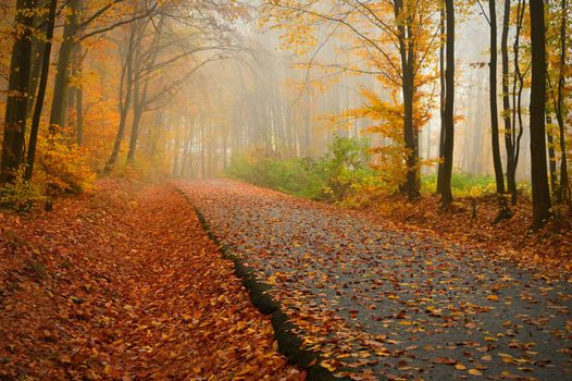 Path in the autumn landscape. Beautiful natural colorful background with leaves from trees. Nature - environment with bad rainy weather.