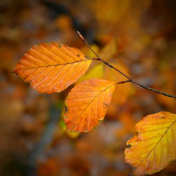 Autumn background. Beautiful colorful leaves from a tree. Fall time in the nature.