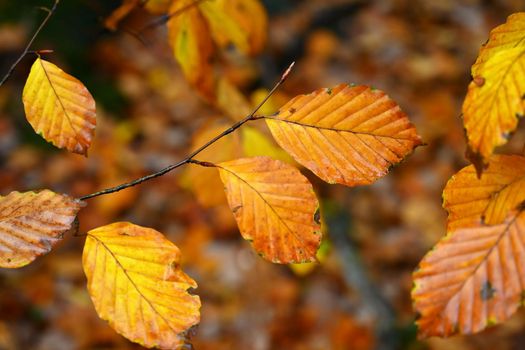 Autumn background. Beautiful colorful leaves from a tree. Fall time in the nature.