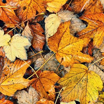 Autumn background. Beautiful colorful leaves from a tree. Fall time in the nature.