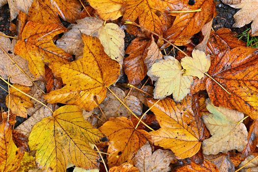 Autumn background. Beautiful colorful leaves from a tree. Fall time in the nature.