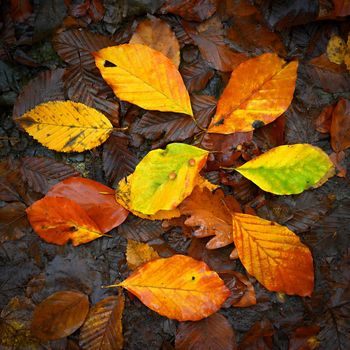 Autumn background. Beautiful colorful leaves from a tree. Fall time in the nature.