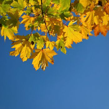 Autumn. Beautiful colorful leaves on trees in autumn time. Natural seasonal color background for fall. 