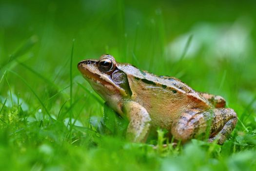 Beautiful macro shot of a frog in the grass with dew.
Brown Jumper - (Rana temporaria)