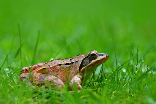 Beautiful macro shot of a frog in the grass with dew.
Brown Jumper - (Rana temporaria)