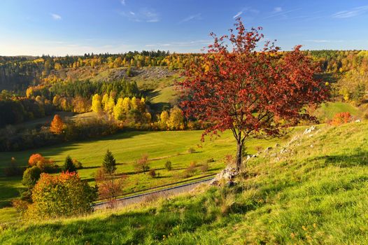 Beautiful autumn nature with landscape in the Czech Republic. Colorful trees with blue sky and sun. Background for fall and environment.