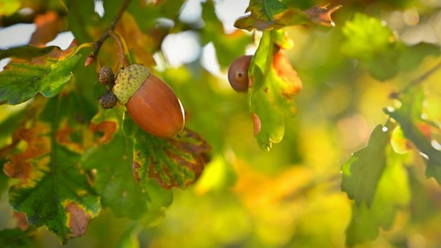 Beautiful nature background for autumn time. Fruits of the oak tree. (Quercus robur)