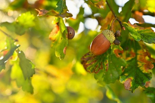 Beautiful nature background for autumn time. Fruits of the oak tree. (Quercus robur)