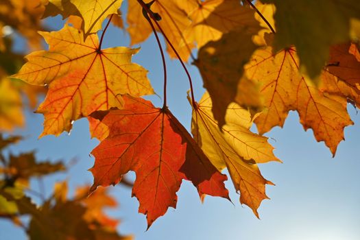 Autumn. Beautiful colorful leaves on trees in autumn time. Natural seasonal color background for fall. 