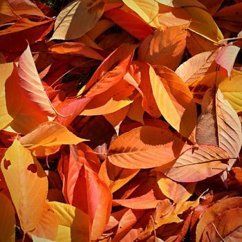 Autumn background. Beautiful colorful leaves from a tree. Fall time in the nature.