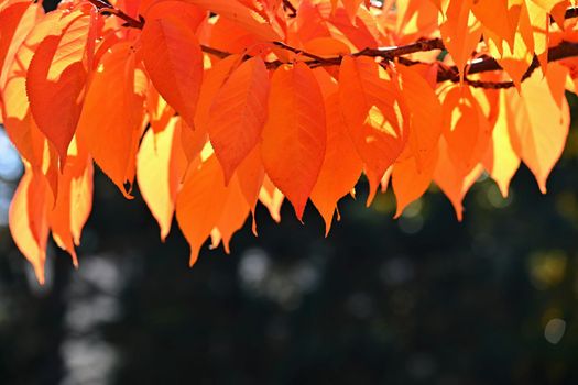 Autumn background. Beautiful colorful leaves from a tree. Fall time in the nature.