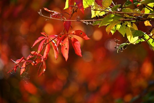  Red leaf. Autumn background. Beautiful colorful leaves from a tree. Fall time in the nature.