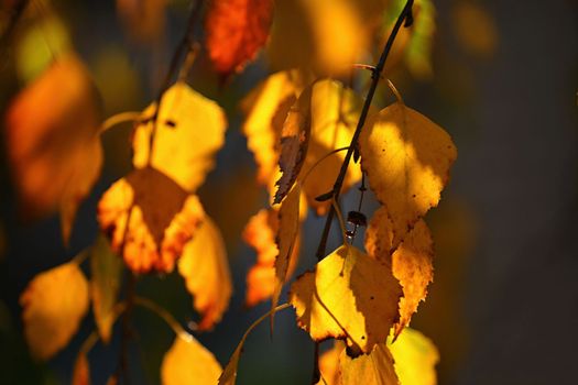 Autumn background. Beautiful colorful leaves from a tree. Fall time in the nature.