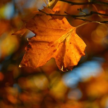 Autumn background. Beautiful colorful leaves from a tree. Fall time in the nature.