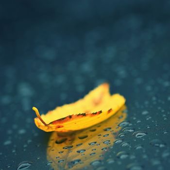 Autumn background. Beautiful colorful leaves from a tree. Fall time in the nature. Water drops - concept for rainy season.