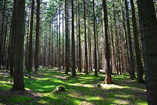 Beautiful nature with forest and sun. Green background - concept for environment and landscape.