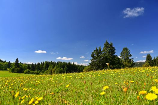 Beautiful summer landscape with nature. Meadow with forest and blue sky on a sunny day. Highlands - Czech Republic.