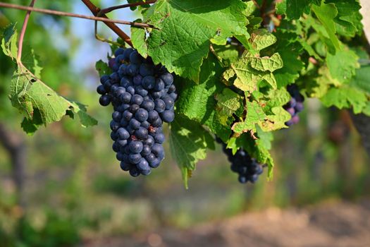 Beautiful fresh fruit - grapes growing in a vineyard. Harvest time - autumn fruit collection. South Moravian wine region - Palava - Czech Republic.