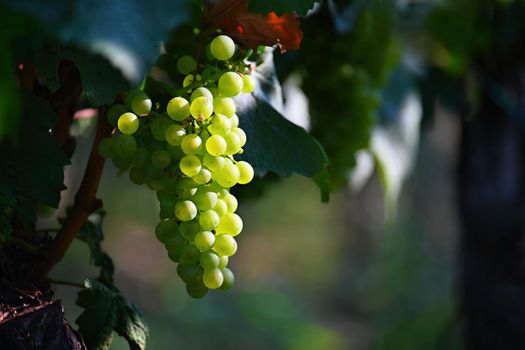 Beautiful fresh fruit - grapes growing in a vineyard. Harvest time - autumn fruit collection. South Moravian wine region - Palava - Czech Republic.