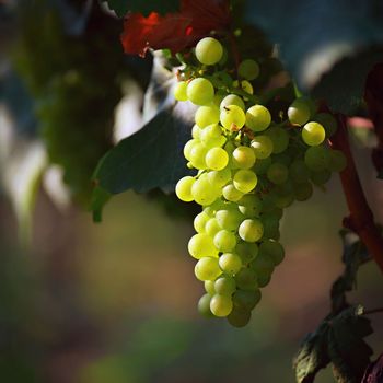 Beautiful fresh fruit - grapes growing in a vineyard. Harvest time - autumn fruit collection. South Moravian wine region - Palava - Czech Republic.